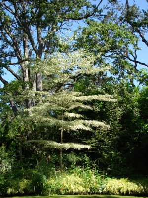 Oak Bay Tree